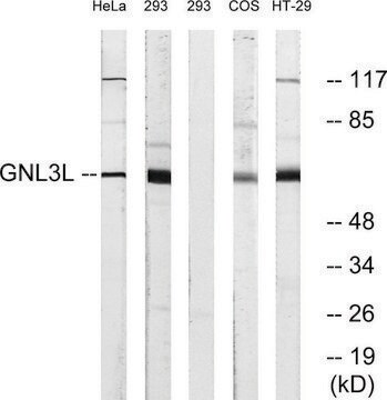 Anti-GNL3L antibody produced in rabbit affinity isolated antibody