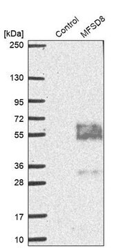 Anti-MFSD8 antibody produced in rabbit Prestige Antibodies&#174; Powered by Atlas Antibodies, affinity isolated antibody, buffered aqueous glycerol solution