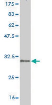 Monoclonal Anti-CLDN2 antibody produced in mouse clone 3F1, purified immunoglobulin, buffered aqueous solution