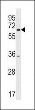 ANTI-SRRM3 (CENTER) antibody produced in rabbit affinity isolated antibody, buffered aqueous solution