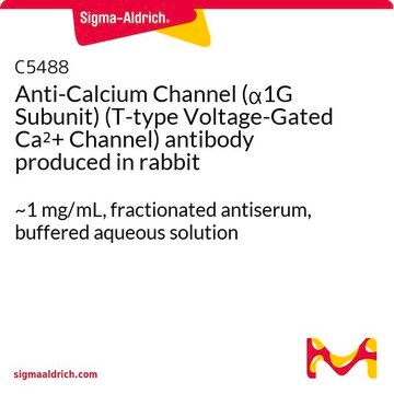 Anti-Calcium Channel (&#945;1G Subunit) (T-type Voltage-Gated Ca2+ Channel) antibody produced in rabbit ~1&#160;mg/mL, fractionated antiserum, buffered aqueous solution