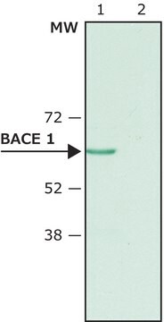 Anti-BACE 1, N-Terminus (46-62) antibody produced in rabbit affinity isolated antibody, buffered aqueous solution