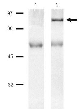 Anti-PI3 Kinase Antibody, p85 Protein, agarose conjugate, 200 &#181;g Upstate&#174;, from rabbit