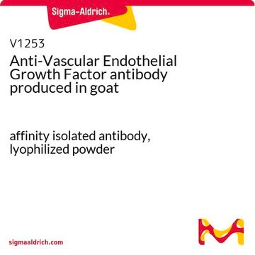 Anti-Vascular Endothelial Growth Factor antibody produced in goat affinity isolated antibody, lyophilized powder