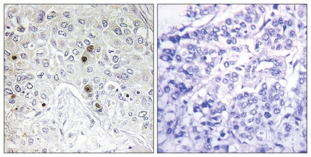 Anti-BATF antibody produced in rabbit affinity isolated antibody