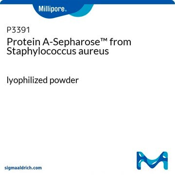 プロテイン&#160;A-セファロース&#8482; Staphylococcus aureus由来 lyophilized powder