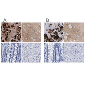 Anti-HAPLN1 antibody produced in rabbit Prestige Antibodies&#174; Powered by Atlas Antibodies, affinity isolated antibody, buffered aqueous glycerol solution, Ab2