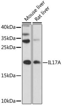 Anti-IL17A antibody produced in rabbit