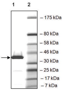 BRD2 (339-459) GST tag human recombinant, expressed in E. coli, &#8805;86% (SDS-PAGE)