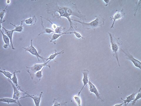 OSUMMER.3 Mouse NRAS-Mutant Melanoma Cell Line