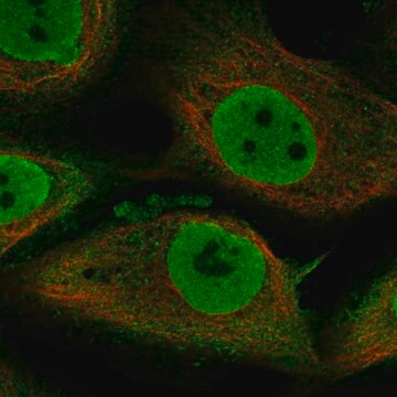 Anti-Tenm1 Antibody Produced In Rabbit Prestige Antibodies&#174; Powered by Atlas Antibodies, affinity isolated antibody, buffered aqueous glycerol solution