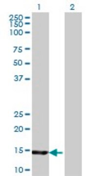 Monoclonal Anti-UBE2B antibody produced in mouse clone 4C3, purified immunoglobulin, buffered aqueous solution