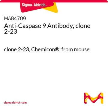 Anti-Caspase 9 Antibody, clone 2-23 clone 2-23, Chemicon&#174;, from mouse