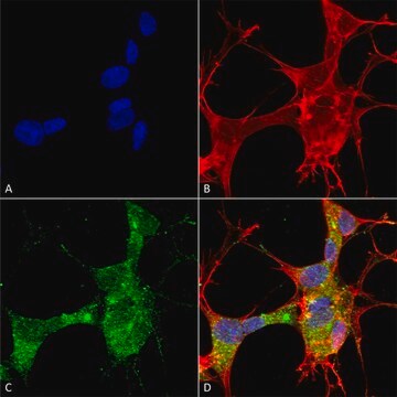 Monoclonal Anti-Lar/Ptprf - Atto 390 antibody produced in mouse clone S165-38, purified immunoglobulin