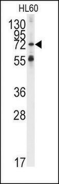 Anti-APS (center) antibody produced in rabbit saturated ammonium sulfate (SAS) precipitated, buffered aqueous solution