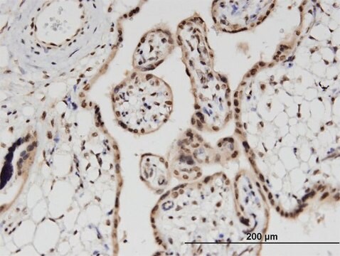 Monoclonal Anti-PRPH antibody produced in mouse clone 3B3, purified immunoglobulin, buffered aqueous solution