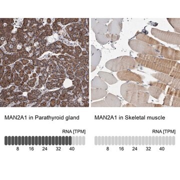 Anti-MAN2A1 antibody produced in rabbit Prestige Antibodies&#174; Powered by Atlas Antibodies, affinity isolated antibody, buffered aqueous glycerol solution