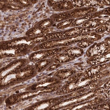 Anti-CARD19 antibody produced in rabbit Prestige Antibodies&#174; Powered by Atlas Antibodies, affinity isolated antibody, buffered aqueous glycerol solution