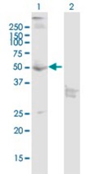 Anti-CNR1 antibody produced in mouse purified immunoglobulin, buffered aqueous solution