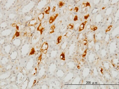 Monoclonal Anti-SERPING1 antibody produced in mouse clone 3F4-1D9, purified immunoglobulin, buffered aqueous solution