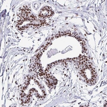 Anti-PELP1 antibody produced in rabbit Prestige Antibodies&#174; Powered by Atlas Antibodies, affinity isolated antibody, buffered aqueous glycerol solution