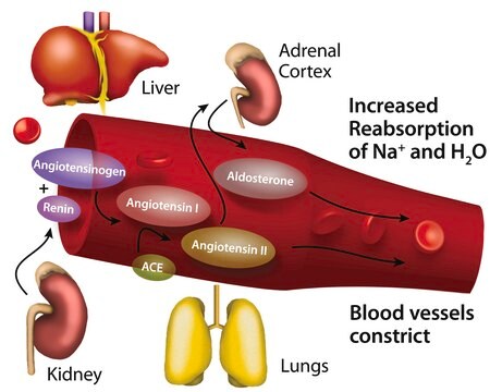 Angiotensin Converting Enzyme-2, ACE2 biotin-tagged, human recombinant, &#8805;1000000U/mg, expressed in HEK 293 cells