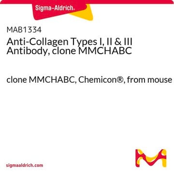 Anti-Collagen Types I, II &amp; III Antibody, clone MMCHABC clone MMCHABC, Chemicon&#174;, from mouse