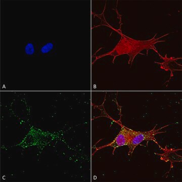 Monoclonal Anti-Brevican - Atto 594 antibody produced in mouse clone S294A-6, purified immunoglobulin