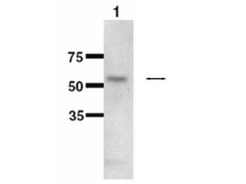 Anti-Cytochrome P450 1B1 Antibody serum, Chemicon&#174;