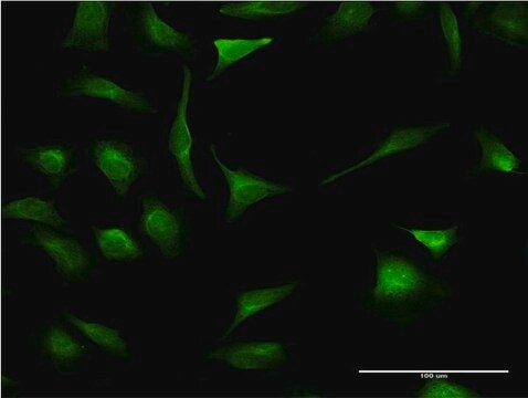 Monoclonal Anti-XBP1 antibody produced in mouse clone 3F5, purified immunoglobulin, buffered aqueous solution