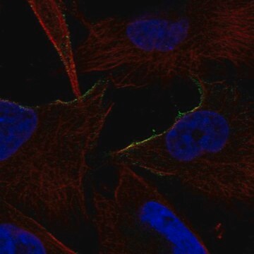 Anti-ADRA1B antibody produced in rabbit Prestige Antibodies&#174; Powered by Atlas Antibodies, affinity isolated antibody