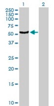 Anti-CYP4B1 antibody produced in mouse purified immunoglobulin, buffered aqueous solution