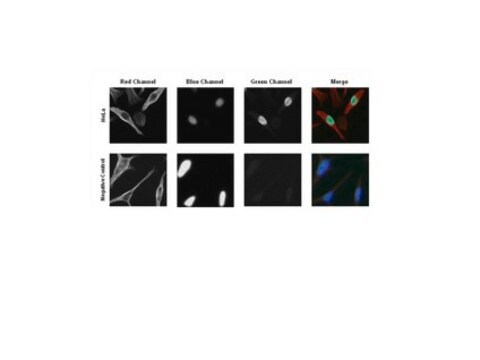 Anti-MAFA Antibody from rabbit, purified by affinity chromatography