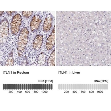 Anti-ITLN1 antibody produced in rabbit Prestige Antibodies&#174; Powered by Atlas Antibodies, affinity isolated antibody, buffered aqueous glycerol solution