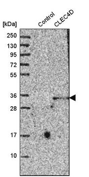 Anti-CLEC4D antibody produced in rabbit Prestige Antibodies&#174; Powered by Atlas Antibodies, affinity isolated antibody, buffered aqueous glycerol solution