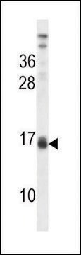 ANTI-LALBA (CENTER) antibody produced in rabbit affinity isolated antibody, buffered aqueous solution