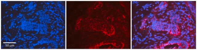 Anti-CDK9, (N-terminal) antibody produced in rabbit affinity isolated antibody