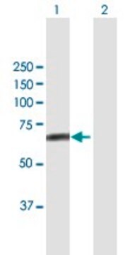 Anti-FBXL4 antibody produced in mouse purified immunoglobulin, buffered aqueous solution