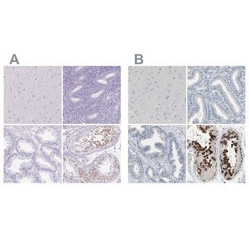 Anti-DAZL antibody produced in rabbit Prestige Antibodies&#174; Powered by Atlas Antibodies, affinity isolated antibody, buffered aqueous glycerol solution, Ab1