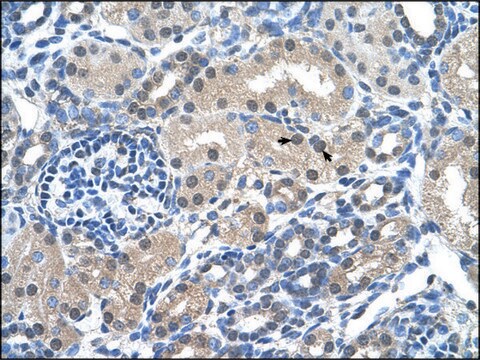 Anti-FKBP6 antibody produced in rabbit IgG fraction of antiserum