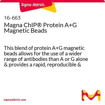 Magna ChIP&#174; Protein A+G Magnetic Beads provides a rapid, reproducible and efficient collection of immunocomplexes for ChIP and RIP assays