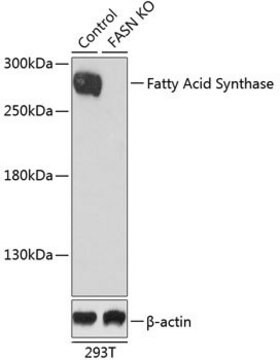 Anti-Fatty Acid Synthase antibody produced in rabbit