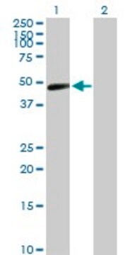 Anti-TARBP2 antibody produced in rabbit purified immunoglobulin, buffered aqueous solution