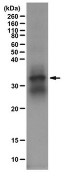 Anti-Monomethyl Histone H1 (Lys26) Antibody from rabbit, purified by affinity chromatography