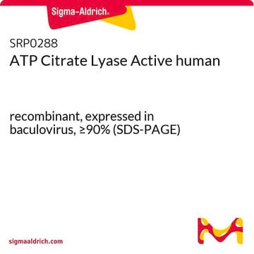 ATP Citrate Lyase Active human recombinant, expressed in baculovirus, &#8805;90% (SDS-PAGE)