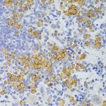 Anti-FAS antibody produced in rabbit