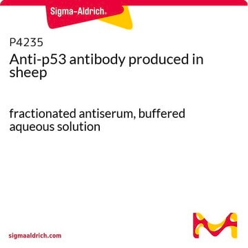 Anti-p53 antibody produced in sheep fractionated antiserum, buffered aqueous solution