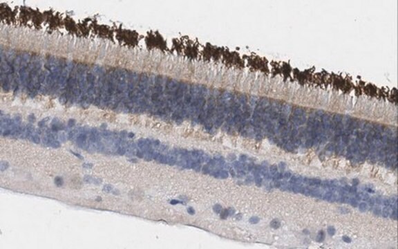 Anti-ABCA4 from rabbit, purified by affinity chromatography