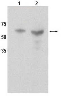 Anti-CYP450 1A1 Antibody serum, Chemicon&#174;