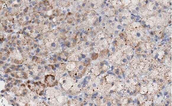 Anti-PTRH1 Antibody, clone 3O6 ZooMAb&#174; Rabbit Monoclonal recombinant, expressed in HEK 293 cells